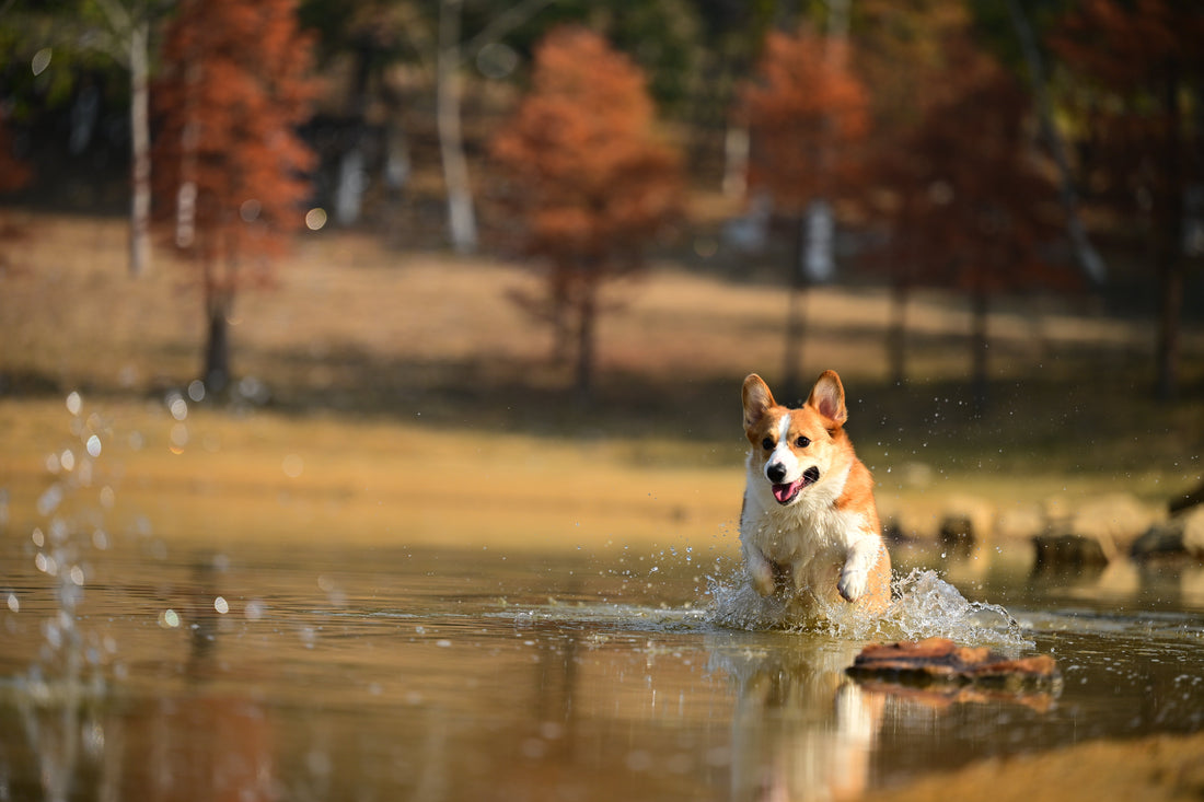 Why Walking Is the Most Important Ritual Between Humans and Dogs