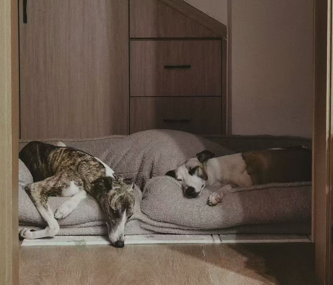 Respecting Your Dog's Nature: A Different Way to Think About Pet Ownership