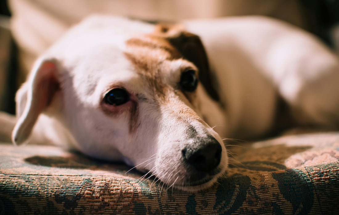 Canine Cognitive Dysfunction: The Signs Most Owners Miss