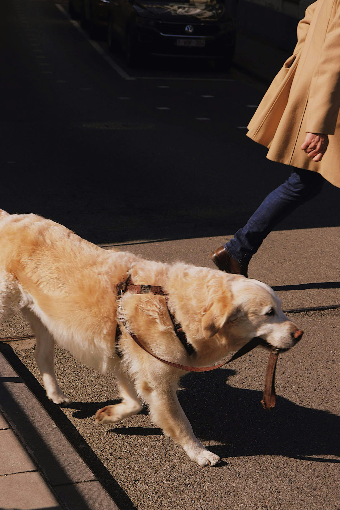 Why Routine Walks Shape a Calmer, More Stable Dog