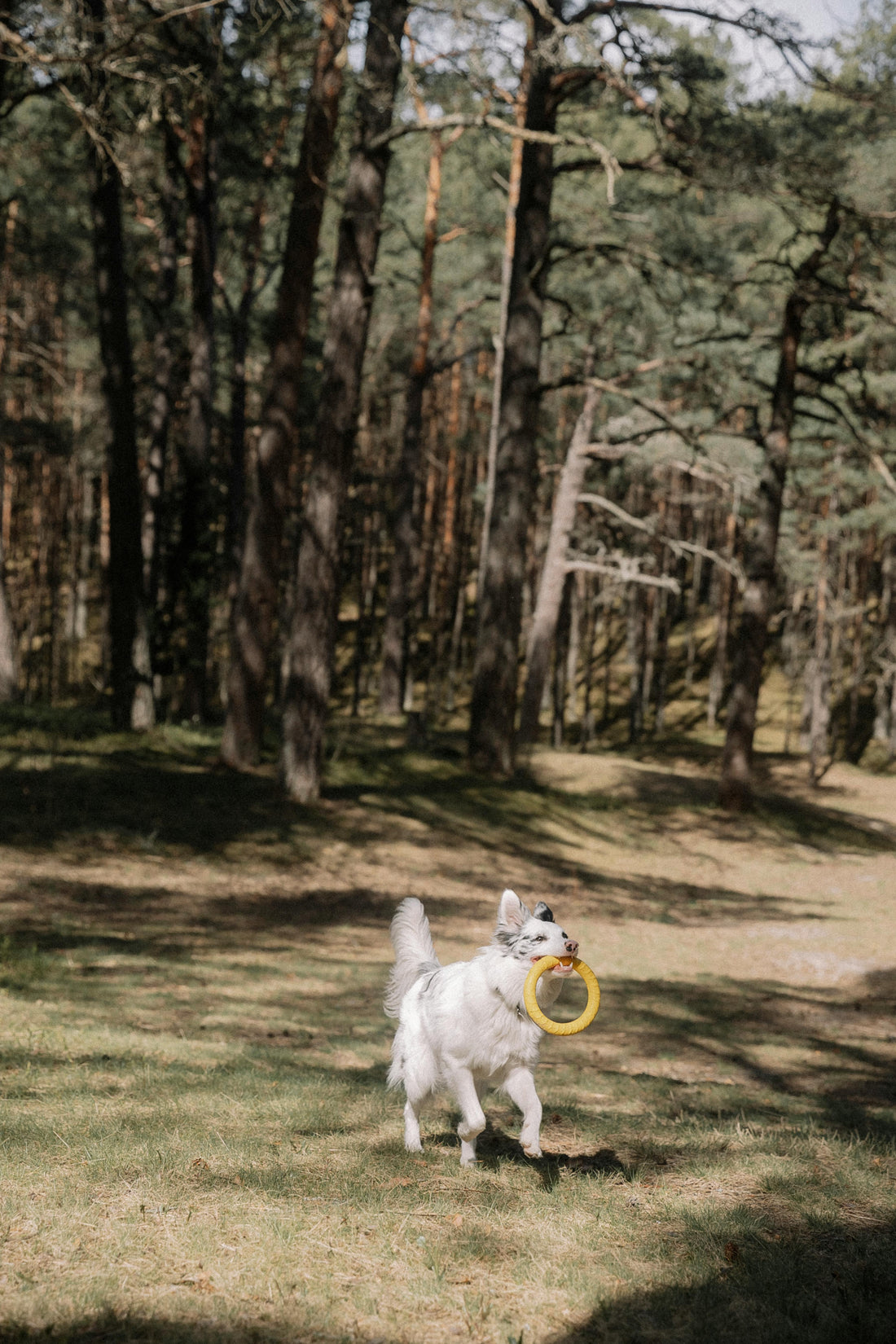 Why Your Dog Brings You Their Oldest Toy