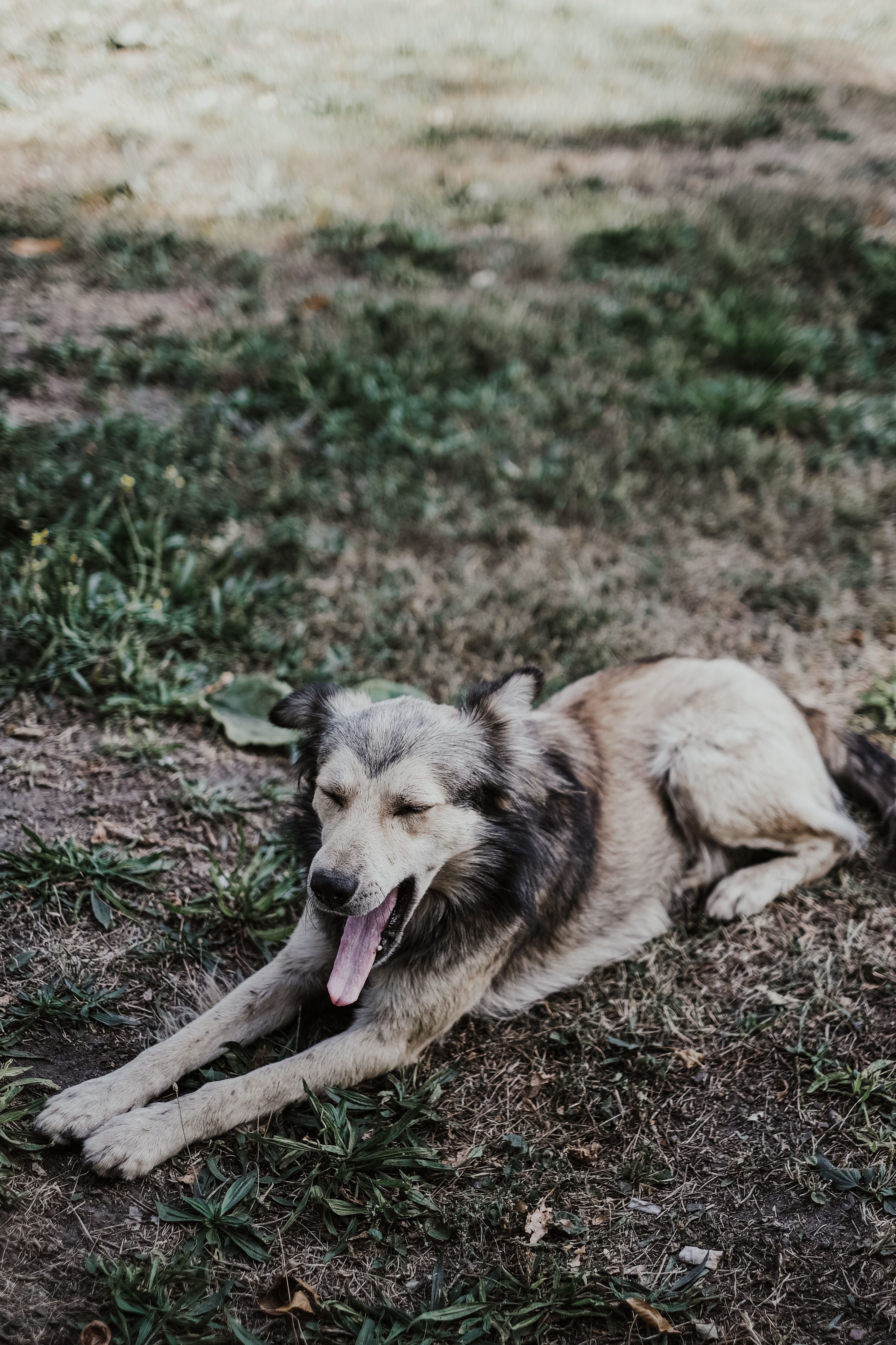 A Yawn Is More Than a Yawn: Learning to Read Your Dog