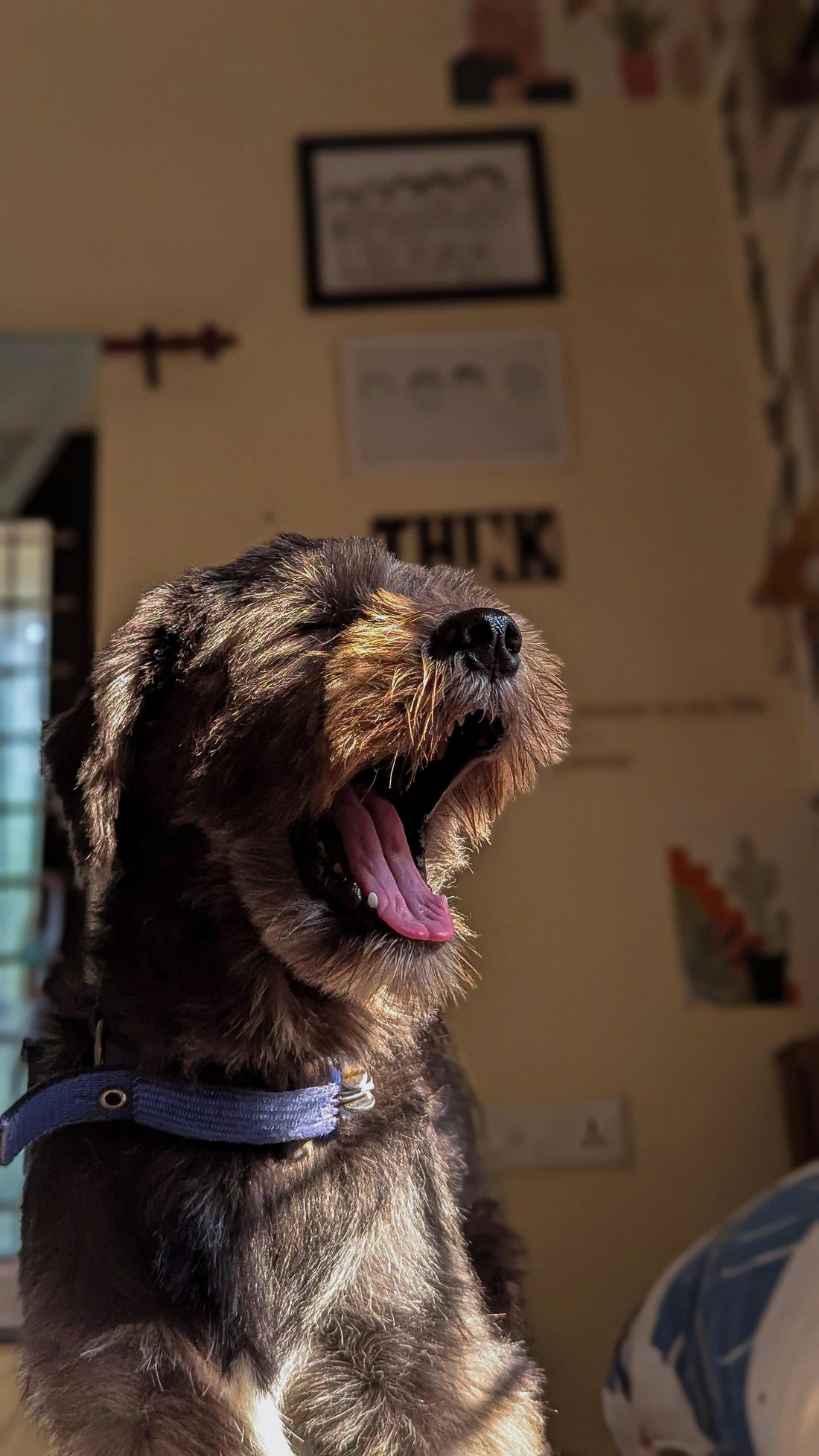 Why Dogs Thrive on Routine: The Science Behind Their Daily Rhythm