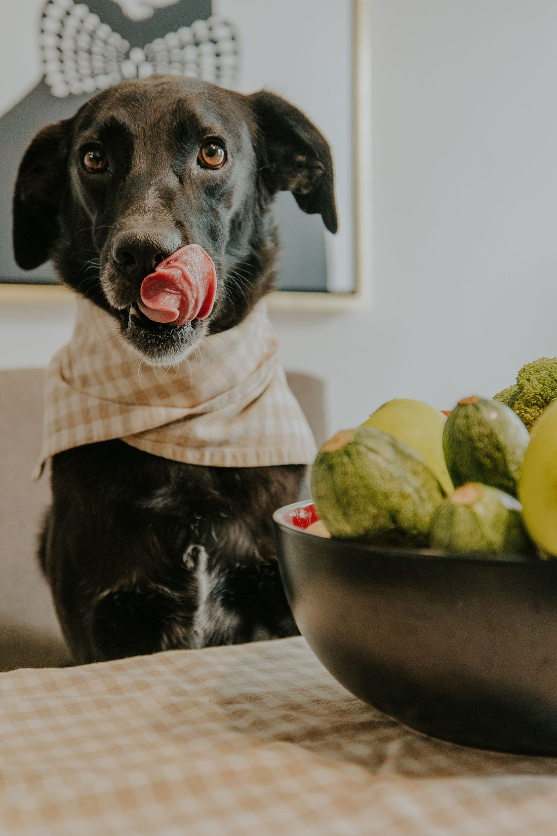 Why Does Your Dog Stare at You? Understanding the Meaning Behind Their Gaze