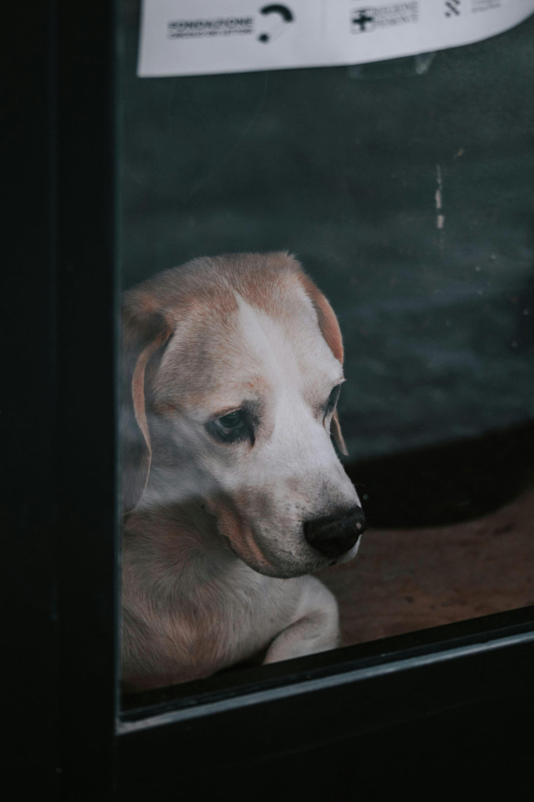 Not all unhappy dogs look the same