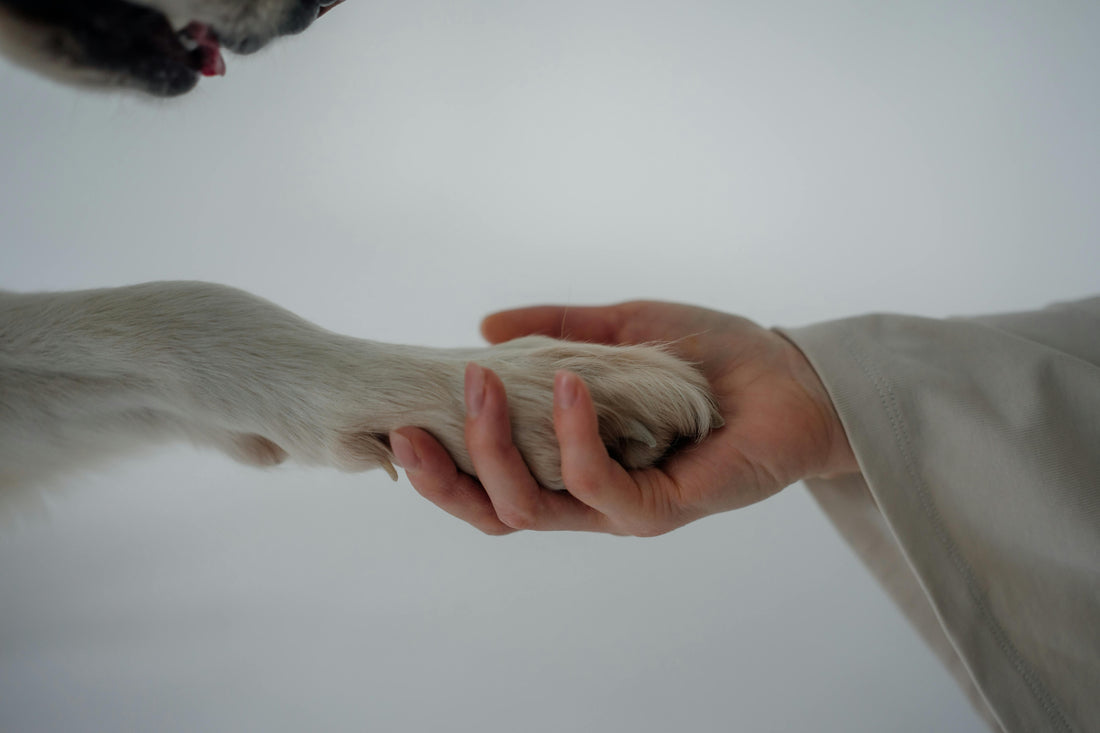 How Do Dogs Sense Human Emotions?