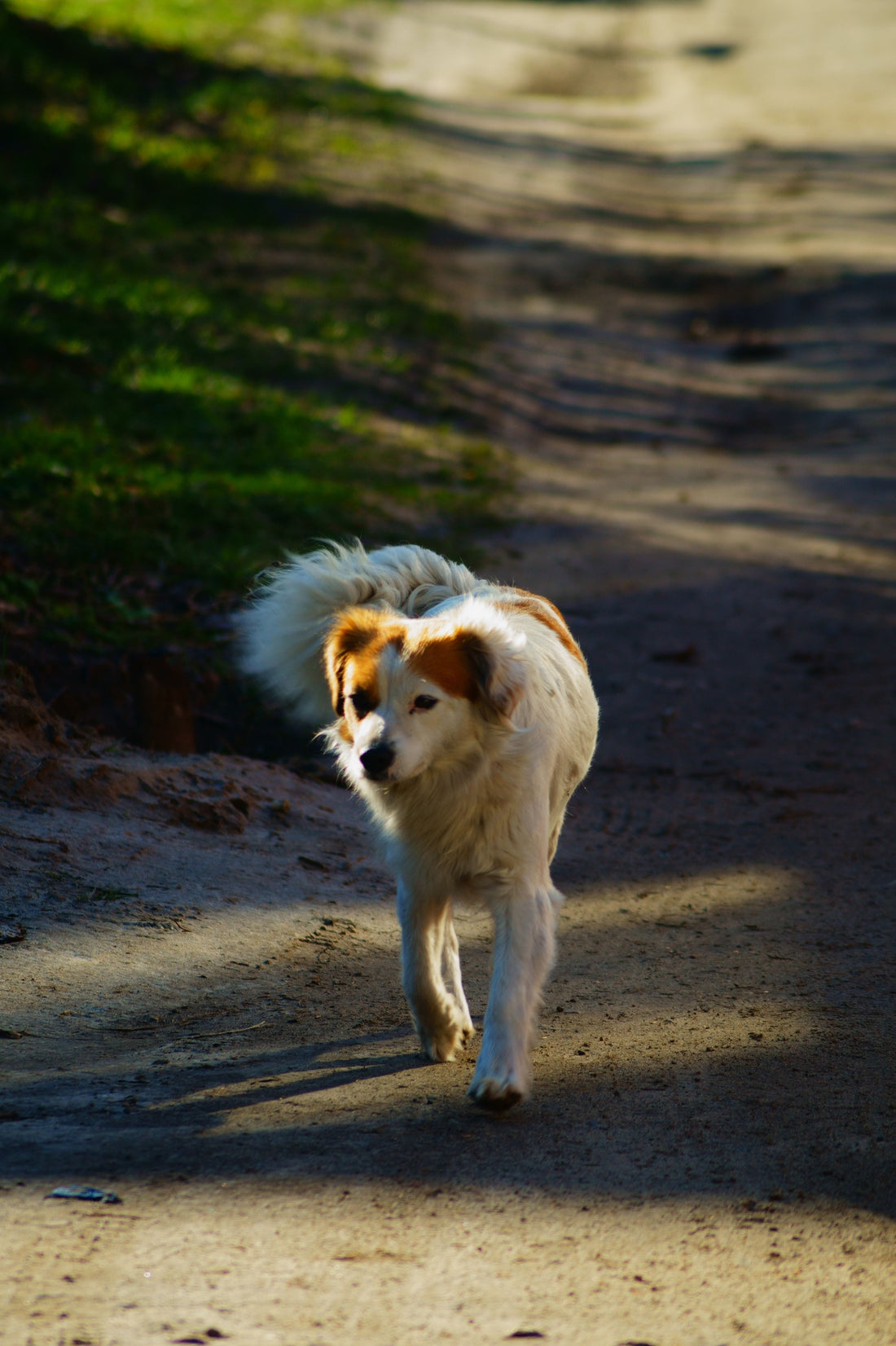 Does a Wagging Tail Always Mean a Happy Dog? Understanding Dog Body Language
