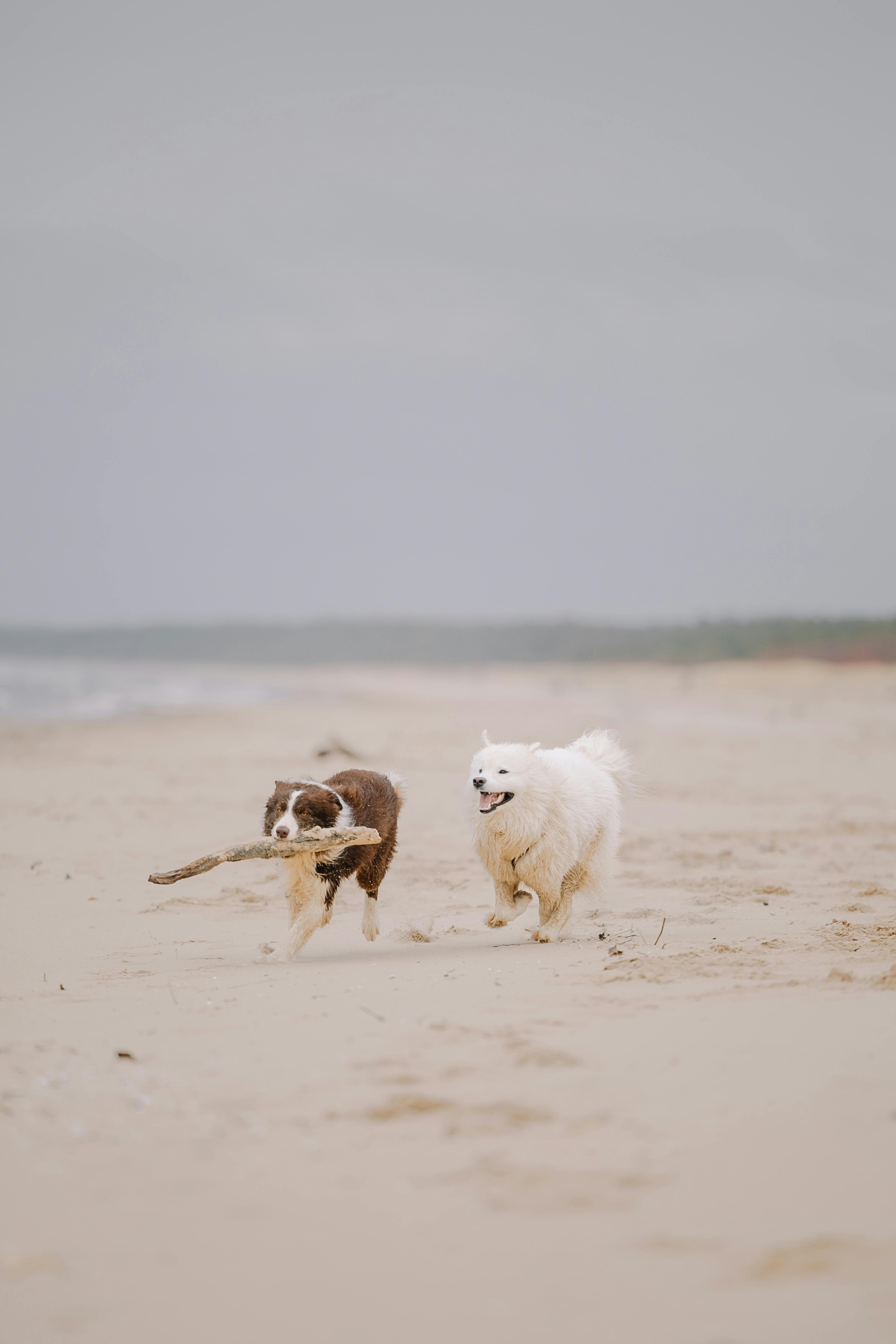 Loving Dogs Also Means Understanding They Are Not Human