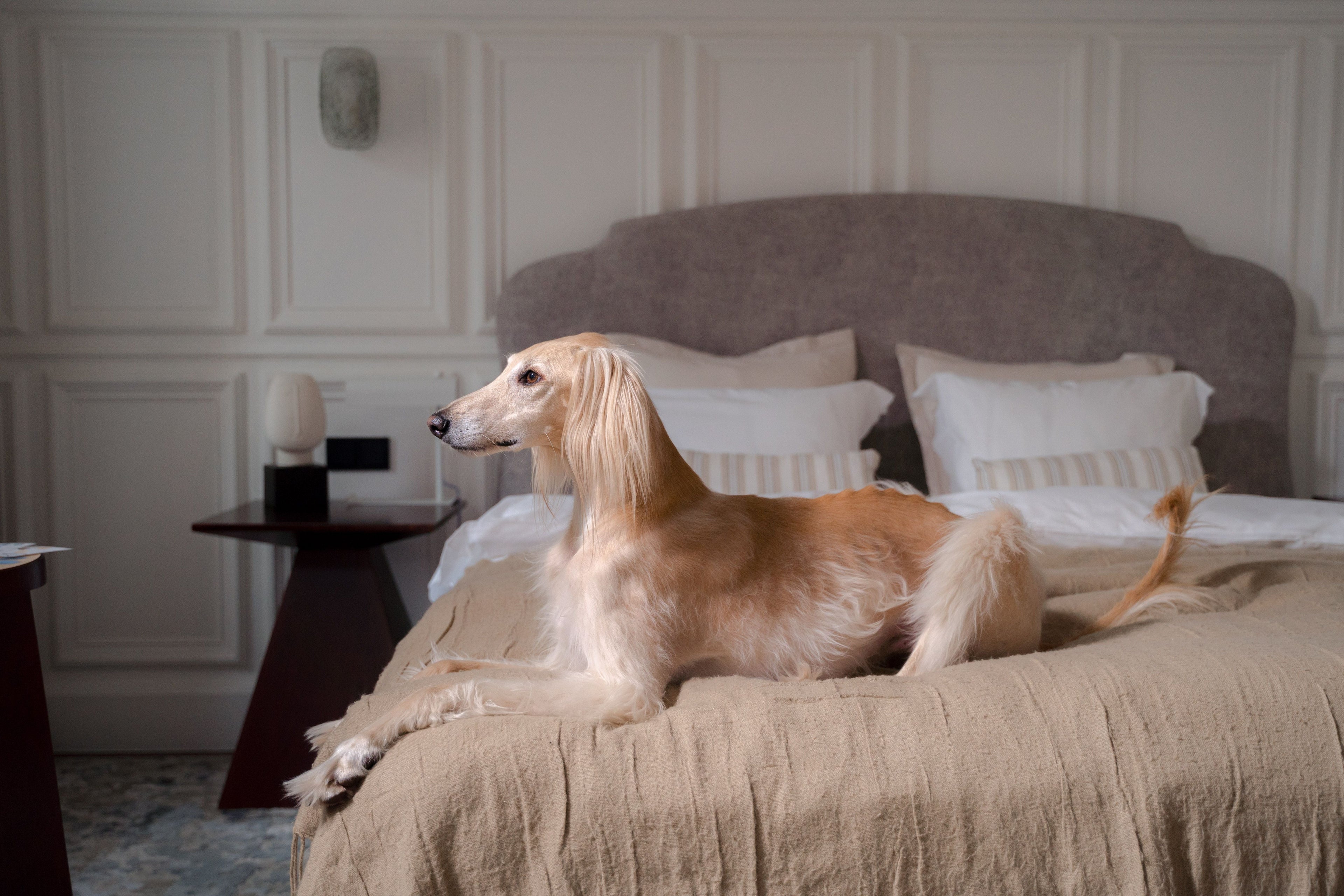 Why Should Dog Products Be Beautiful?