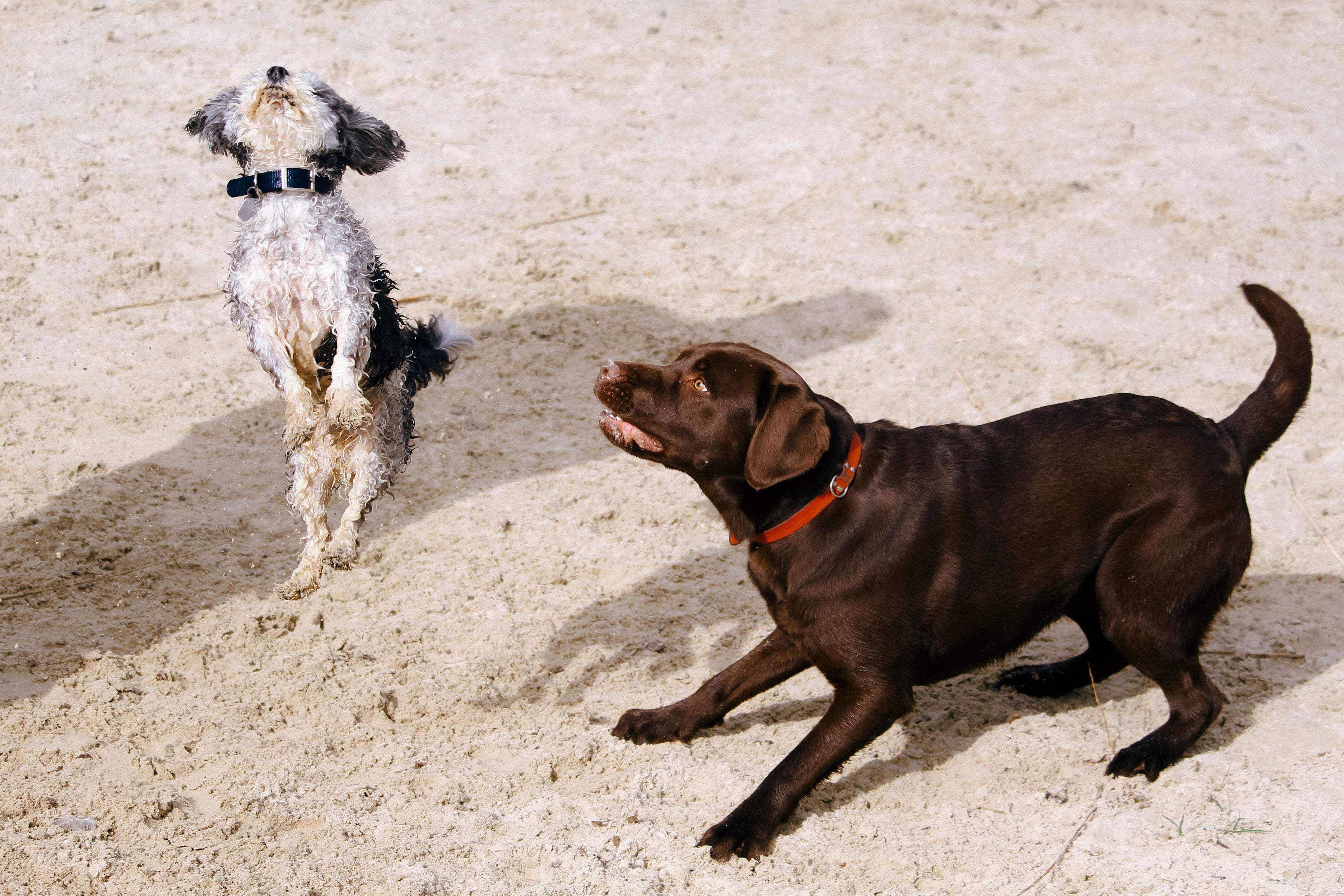Why Dogs Need More Than Physical Exercise