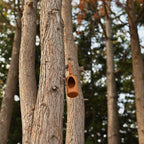 Pawos Essential Walk Kit